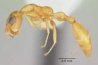 Tetraponera parops