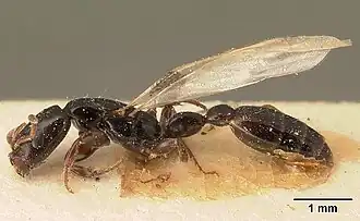 Tetraponera perlonga