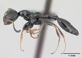 Tetraponera phragmotica