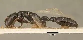Tetraponera plicatidens