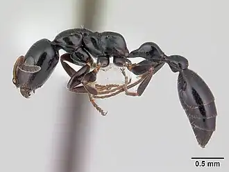 Tetraponera sahlbergii