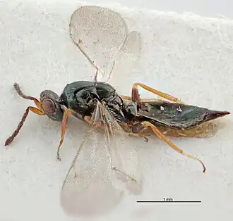 Tetrastichus agrilocidus
