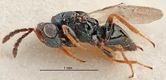 Tetrastichus atratulus