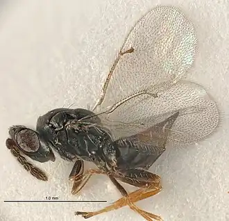 Tetrastichus brachyopae