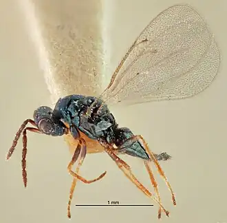 Tetrastichus brevicalcar