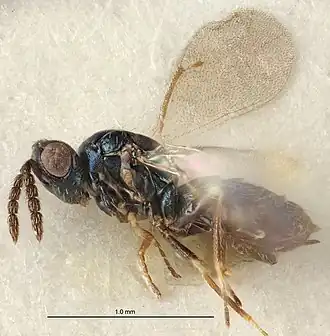 Tetrastichus clito