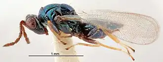 Tetrastichus coelarchus