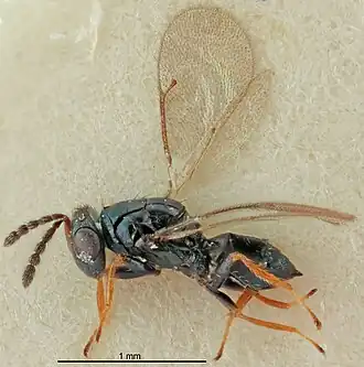 Tetrastichus dasyops