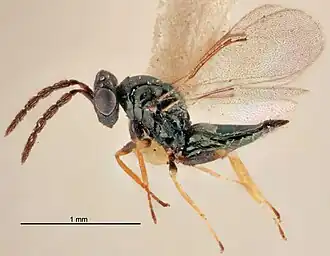Tetrastichus decrescens