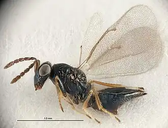 Tetrastichus halidayi