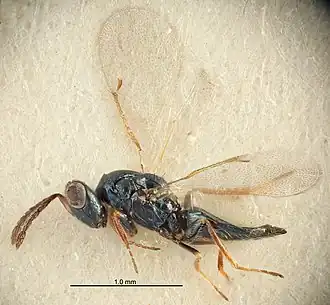 Tetrastichus heeringi