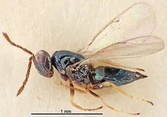 Tetrastichus heterus