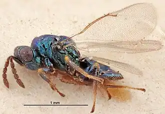 Tetrastichus hylotomarum