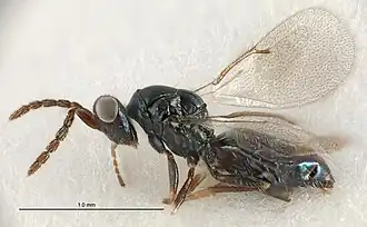 Tetrastichus ilithyia