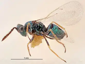 Tetrastichus inaequalis