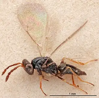 Tetrastichus leionotus