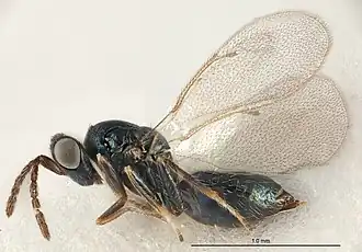 Tetrastichus leocrates