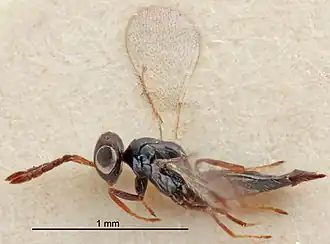 Tetrastichus leptosoma