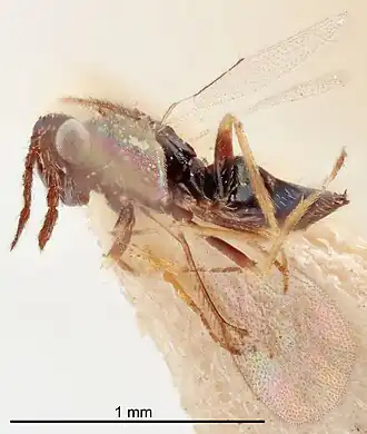 Tetrastichus pilemostomae