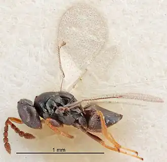 Tetrastichus polyporinus