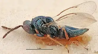 Tetrastichus sodalis