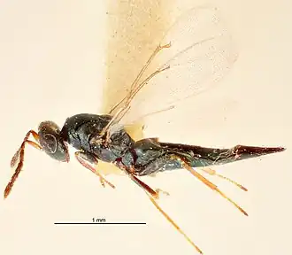 Tetrastichus telon