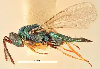 Tetrastichus temporalis