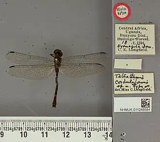 Tetrathemis corduliformis