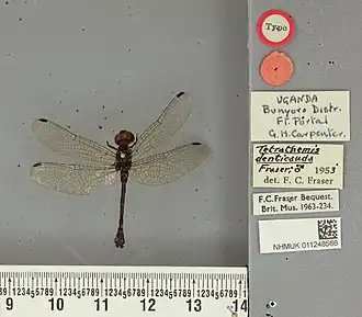 Tetrathemis denticauda