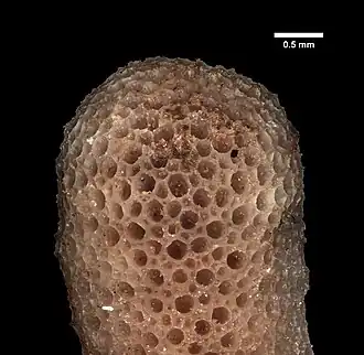 Tetrocycloecia magna