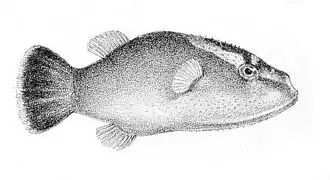 Carinotetraodon borneensis