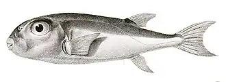 Lagocephalus lunaris