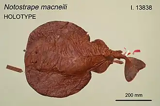 Australische sidderrog