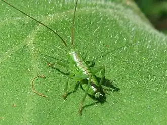 Tettigonia orientalis