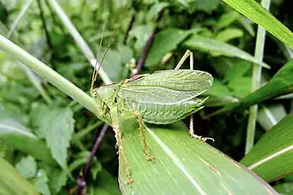 Tettigonia ussuriana