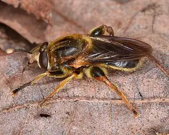 Teuchocnemis lituratus