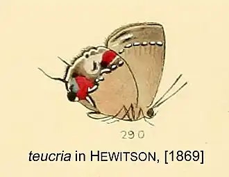 Brangas teucria