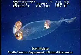 Teuthowenia megalops