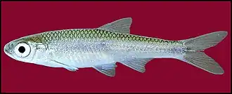 Notropis amabilis