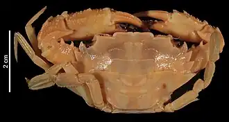 Thalamita difficilis