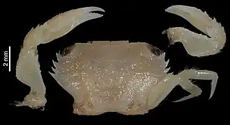 Thalamita gloriensis