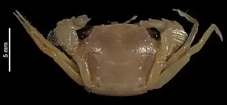 Thalamita occidentalis