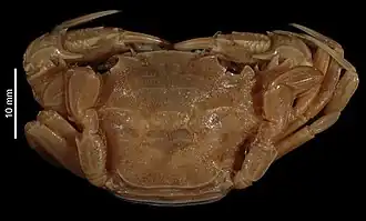 Thalamita pseudoculea