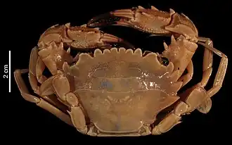 Thalamita pseudopelsarti