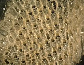 Thalamoporella gothica