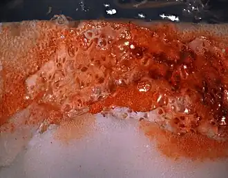 Thalamoporella stapifera