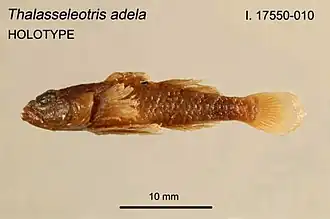 Thalasseleotris