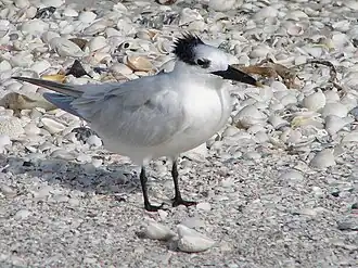 Amerikaanse grote stern