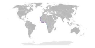 Afrikaanse koningsstern