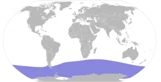Antarctische stormvogel